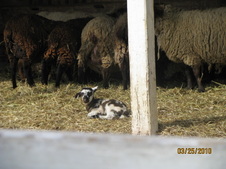 Enlarge photo 112