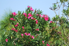 Enlarge photo 123