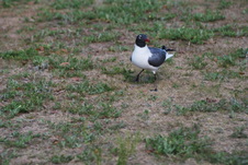 Enlarge photo 279
