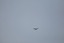 Enlarge photo 167