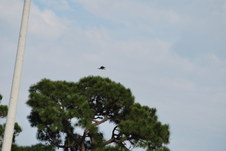 Enlarge photo 460