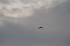 Enlarge photo 617