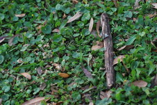 Enlarge photo 641