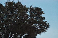 Enlarge photo 709