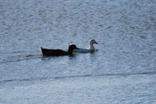Enlarge photo 206
