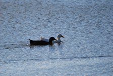 Enlarge photo 207