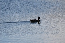 Enlarge photo 209