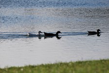 Enlarge photo 210