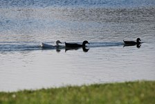 Enlarge photo 211