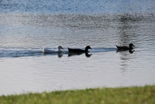 Enlarge photo 212