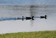 Enlarge photo 213