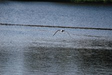 Enlarge photo 214