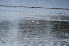 Enlarge photo 215