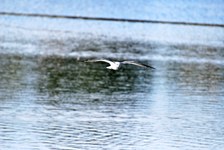 Enlarge photo 216