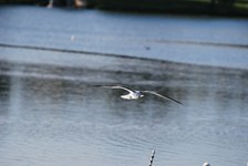 Enlarge photo 217