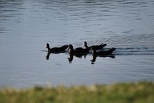 Enlarge photo 221