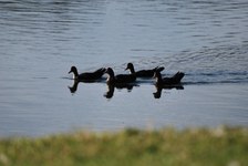 Enlarge photo 222