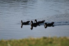 Enlarge photo 223