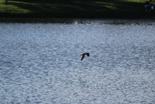 Enlarge photo 224