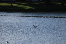 Enlarge photo 225