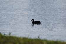 Enlarge photo 226
