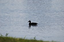 Enlarge photo 227