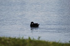 Enlarge photo 230