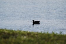Enlarge photo 231