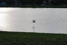 Enlarge photo 260