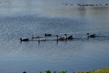Enlarge photo 377
