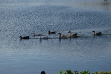 Enlarge photo 378