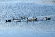 Enlarge photo 379