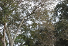 Enlarge photo 126