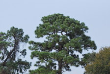 Enlarge photo 248