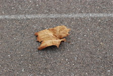 Enlarge photo 265