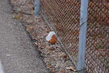 Enlarge photo 373