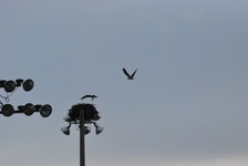 Enlarge photo 392