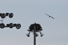 Enlarge photo 394