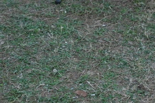 Enlarge photo 268