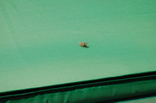 Enlarge photo 632