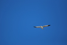 Enlarge photo 747