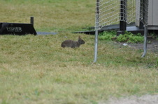Enlarge photo 421