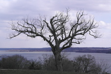 Enlarge photo 159