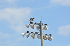 Enlarge photo 313