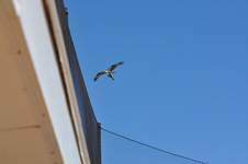 Enlarge photo 357