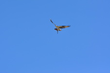 Enlarge photo 396