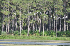 Enlarge photo 229