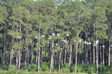 Enlarge photo 230