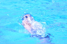 Enlarge photo 97