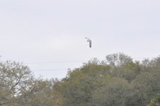 Enlarge photo 183